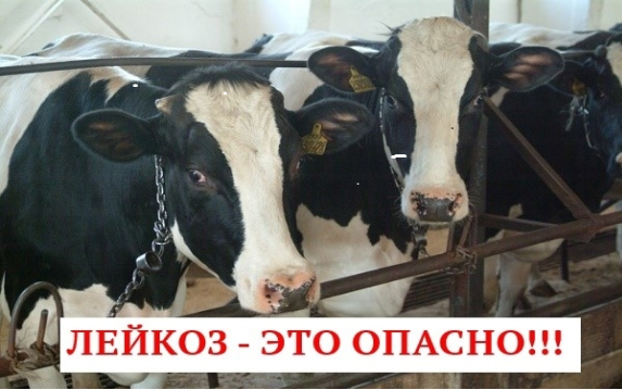 Лейкоз крупного рогато скота